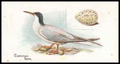 16 Common Tern